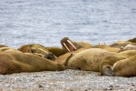 250605c_Poolepynten_14_E