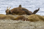 250605c_Poolepynten_46_E