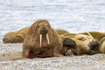 250605c_Poolepynten_54_E