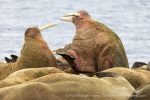 250605c_Poolepynten_63_E