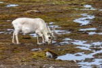 250606a_Ny-Alesund_51_E