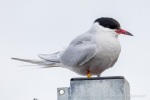 250606a_Ny-Alesund_70_E