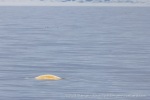 250606c_Kapp-Mitra_06_E