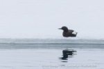 250605a_Trygghamna_51_E