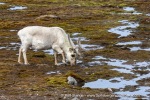 250606a_Ny-Alesund_51_E