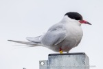 250606a_Ny-Alesund_70_E