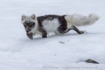 250607d_Virgohamna_41_E