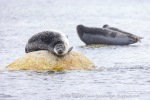 250607d_Virgohamna_70_E