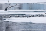 250608b_Hamiltonbukta_050_E