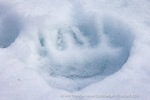 250608b_Hamiltonbukta_056_E