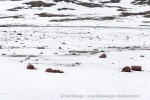 250610a_Signehamna_10_E