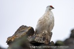 250610a_Signehamna_51_E