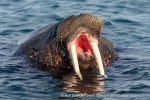 190805b_Poolepynten_57_E