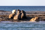 230808d_Poolepynten_027_E