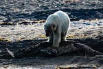 230808d_Poolepynten_224_E