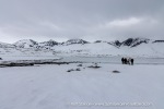 250605a_Trygghamna_64_E