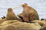 250605c_Poolepynten_63_E