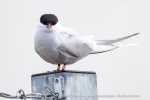 250606a_Ny-Alesund_66_E
