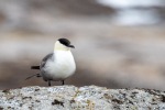 250606b_Blomstrand_34_E