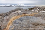 250606b_Blomstrand_35_E