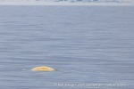250606c_Kapp-Mitra_06_E