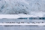 250608b_Hamiltonbukta_046_E