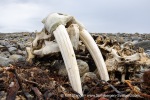 250609b_Frambukta_16_E