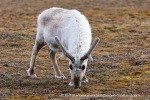 250611b_Eidembukta_19_E