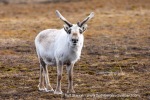 250611b_Eidembukta_13_E