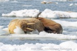 250612_Borebukta_07_E