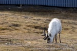 250616_Longyearbyen_192_E