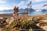 29_240811a_Solanderfjellet_038_E
