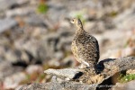 33_240811a_Solanderfjellet_079_E