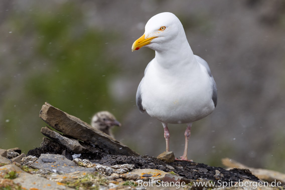 Glaucous gull, Büdelfjellet