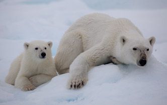 Polarbear with cub