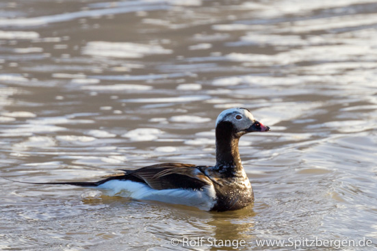 Long-tailed duck