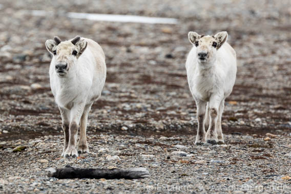  Spitzbergen Rentiere, Bellsund 