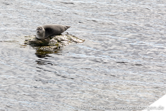 Harbour seal