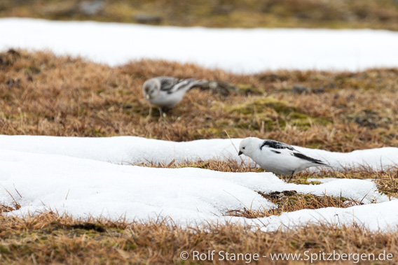 Snow buntings, Alkhornet