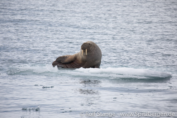 Ymerbukta