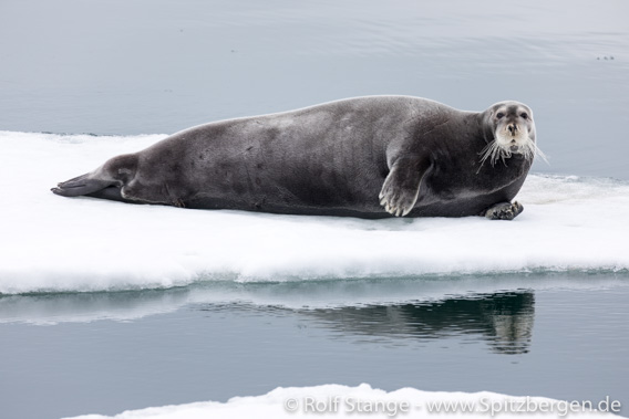 Bearded seal, Nordenskiöldbreen