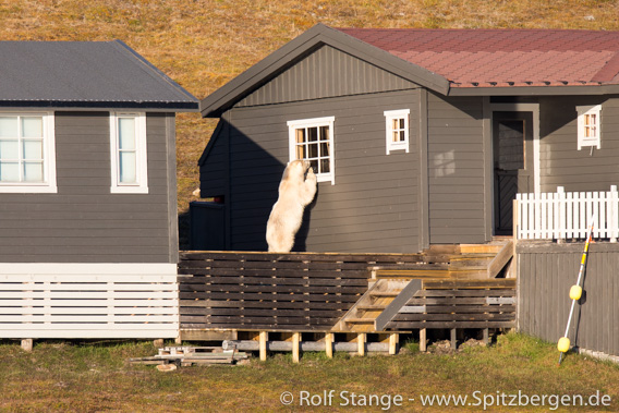 polar bear, Adventfjord