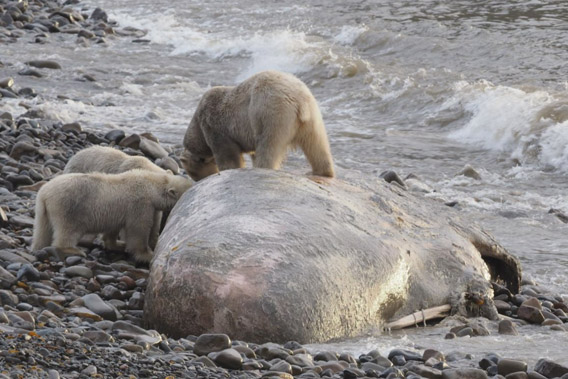 polar bears and whale carcass, Bjørndalen